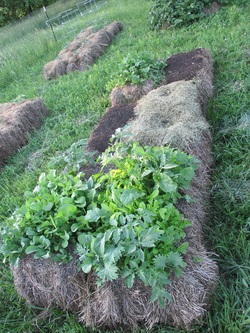 Lettuce in hay bale garden.