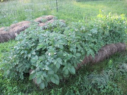 Potatoes in hay bale garden.