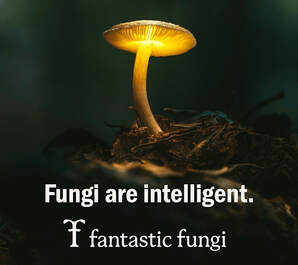 Fantastic Fungi free film