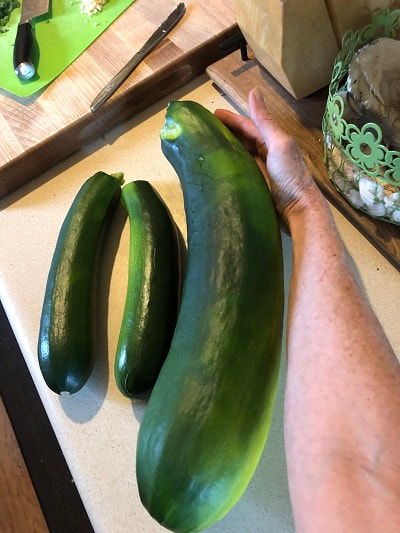 Zucchini harvest