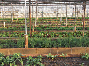 Urban farming & local food